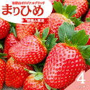 【ふるさと納税】【先行予約】特大まりひめ いちご 朝摘 6個～11個入り×4パック 2025年1月初旬～2025年3月中旬頃に順次発送予定（お届け日指定不可）/ いちご 苺 まりひめ 和歌山 フルーツ 果物 くだもの