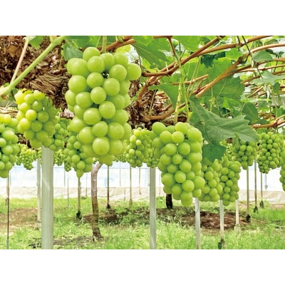 【天満屋選定品】岡山県産シャインマスカット2房(約1kg)・白桃4個(約1.1kg)【配送不可地域：離島・北海道・沖縄県】