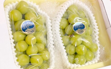 【訳あり】家庭用 シャインマスカット 550g以上2房入り 1.1kg以上【2026年9月上旬～10月上旬発送予定】果物 フルーツ くだもの マスカット ぶどう ブドウ 葡萄 ジューシー 甘い 濃厚 