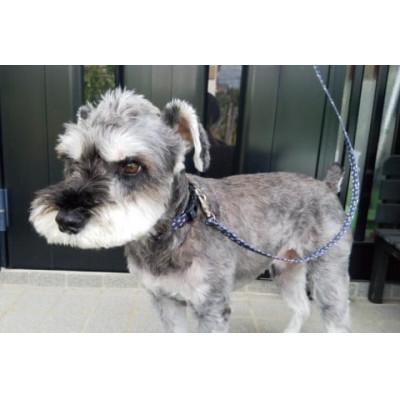 ふるさと納税 阿見町 【小型犬用10kgまで】光るリード シュナウザー柄の反射材(紺)(40-10)