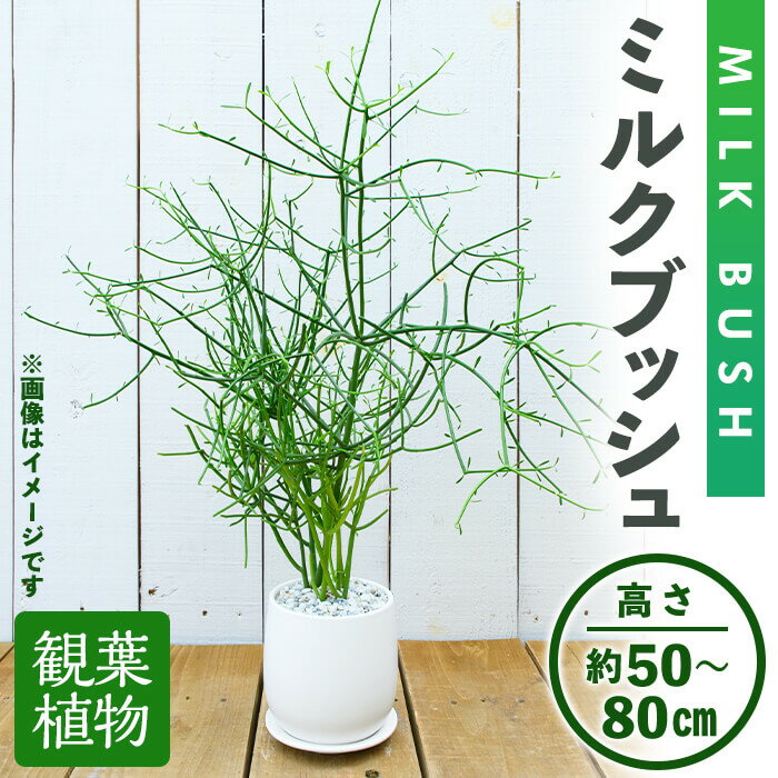 【ふるさと納税】＜観葉植物＞ミルクブッシュ(高さ約50～80cm、巾約40cm・陶器鉢・受け皿付) 観葉植物 植物 インテリア 開店祝い 移転祝い おしゃれ 室内 ギフト プレゼント オフィス 陶器鉢 受け皿 ミルクブッシュ 青珊瑚 個性【m24-03】【アイエヌエー】