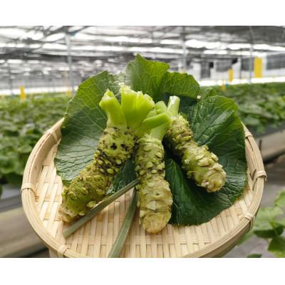 ふるさと納税 相馬市 相馬わさびセット小(花 85g入×2パック・根茎 約35g×2本) |  | 02