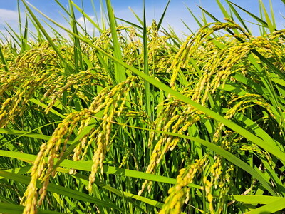 【令和7年産】【無洗米】コシヒカリ10kg 茨城県常総市産 精米｜米 お米 白米 ご飯 コメ こめ こしひかり