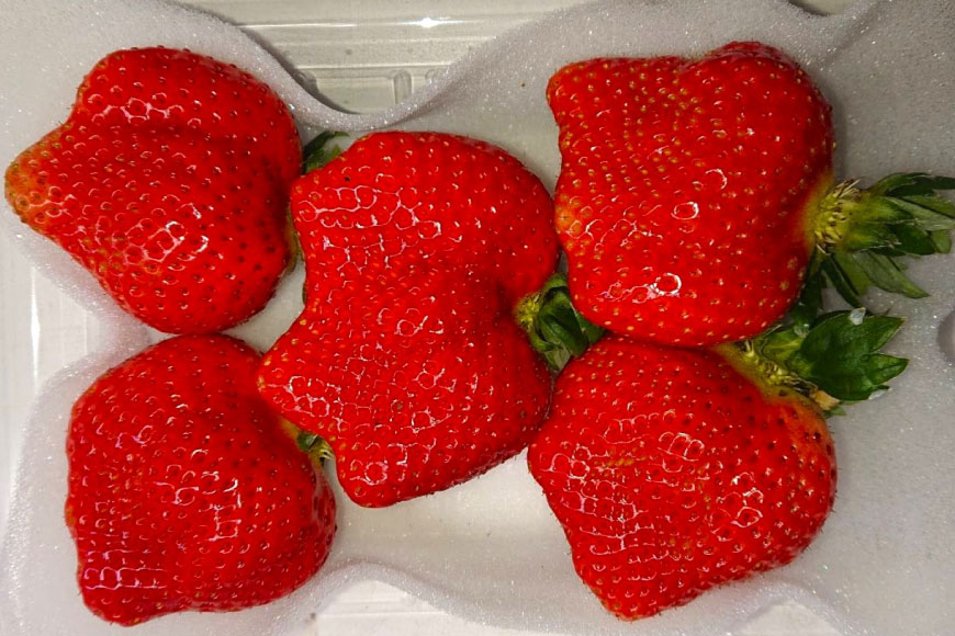 いちご 厳選大粒 あまおう 約250g～270g 2パック 計約 500g [THE FARM_strawberry 福岡県 宇美町 um40azo780013] あまおう苺 イチゴ フルーツ 果物 くだもの 甘い