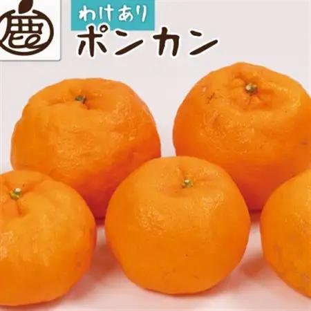 家庭用 ポンカン2.5kg+250g(傷み補償分)【訳あり】【光センサー選果】【配送不可地域：離島・北海道・沖縄県】【1644889】