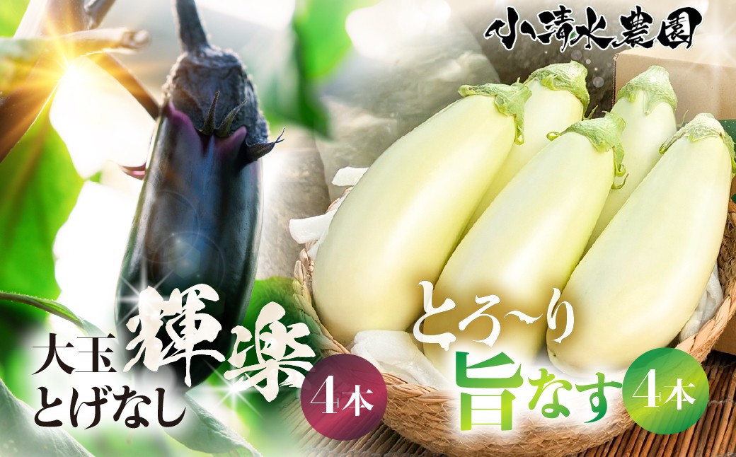 
                  《先行予約》とげなし輝楽×とろ～り旨なす 食べ比べセット 各4本 計8本 茄子 なす 白茄子 白なす 白ナス ナス 旨い 甘い 艶 ツヤ ハリ 揚げ物 揚げ茄子 焼茄子 麻婆茄子 輝楽 愛知県 豊橋市
                