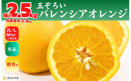 バレンシアオレンジ 国産 玉ぞろい 秀品 箱込 2.5kg (内容量 2.3kg ) 2L L M サイズのいずれか 和歌山県産 産地直送【みかんの会】