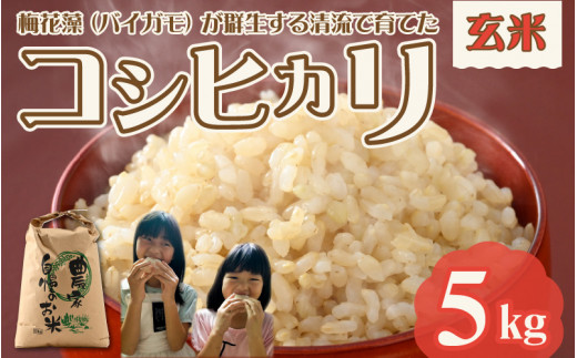 【先行予約】令和7年産 梅花藻が群生する清流で育てたコシヒカリ（玄米 5kg） ※2025年9月下旬以降順次発送予定 [A-040026]