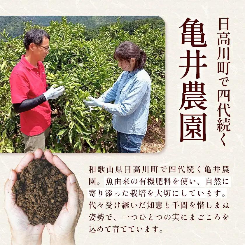 温州みかん 約5kg 秀品 亀井農園 みかん