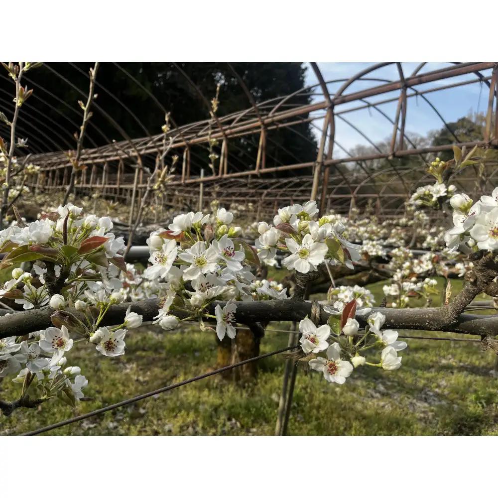 【先行予約】訳あり 新甘泉 5kg 梨