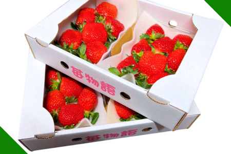 佐賀県産 いちご「かおりの」（250g×4パック）：B110-046