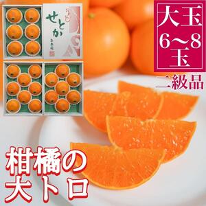 ちょっと 傷あり 柑橘の大トロ ハウス せとか 大玉 6 ～ 8玉入 化粧箱 南泰園