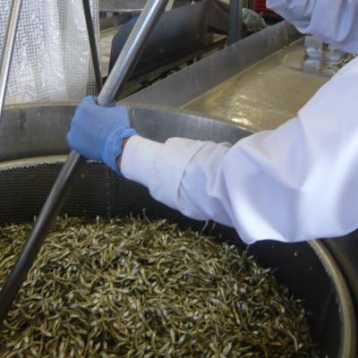 ふるさと納税 伊予市 アーモンド小魚 435g×10袋 オカベ|E14 |  | 03