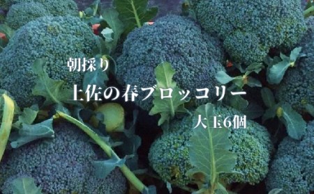 【先行予約：令和8年4月中旬以降発送予定】朝採り！土佐の春ブロッコリー（大玉6個）【R00133】