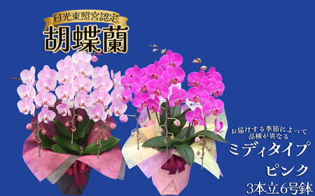 【ふるさと納税】胡蝶蘭ミディタイプ　ピンク3本立 6号鉢 | 栃木県 下野市