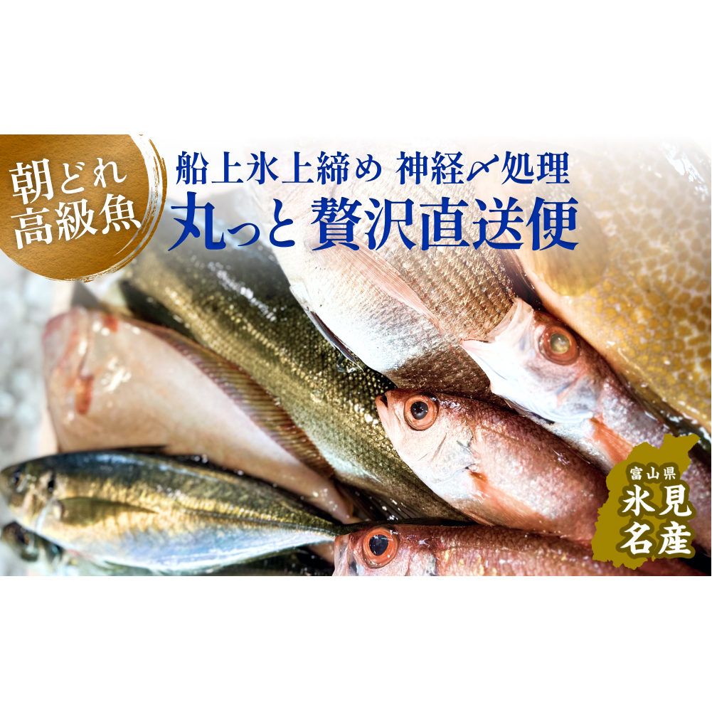 氷見港朝獲れ高級魚！丸っと贅沢直送便！　船上氷上締め　神経〆処理 富山 氷見 直送 詰め合わせ 鮮魚ボックス
