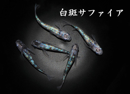 メダカ「白斑サファイア」2ペア