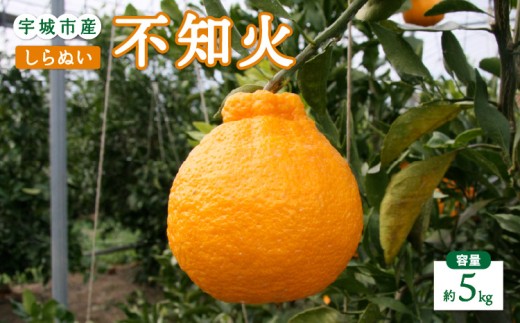 
                  先行予約 不知火 5kg 【2027年2月上旬-4月下旬発送予定】 しらぬい 柑橘類 みかん 宇城市産 熊本県産 九州産 国産 ひかる農園
                