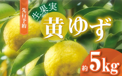 
                  訳あり 黄ゆず 生果実 約5kg　MM0106
                