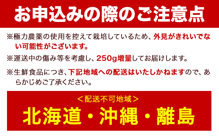 家庭用 おっきな有田みかん 約1kg ＋250g （ 傷み補償分 ）【わけあり・訳あり】【光センサー選果】 池田鹿蔵農園@日高町（池田農園株式会社）《11月中旬-1月下旬頃出荷》日高町【配送不可地域あ
