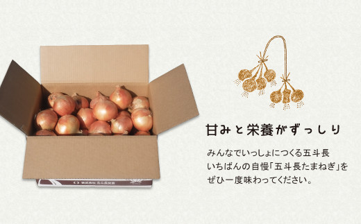 五斗長たまねぎ 20kg（20kg箱×1）　　[玉ねぎ 玉葱 タマネギ 