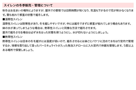 はじめての熱帯性睡蓮栽培セット（オーガストコーチ(青)1株、おまかせ水辺植物3種、あぜなみ等）《説明書付》
