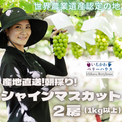 
                  ＜2026年配送＞農園直送!厳選!山梨産シャインマスカット2房(1kg以上)【1481228】
                