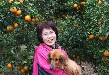 R8.1月下旬発送 規格外だけど規格外じゃない!? 訳あり 足摺ぽんかん 10kg デコポンの親 みかん 柑橘 果物 果実 ミカン ポンカン フルーツ おやつ デザート 5キロ 美味しい 井村農園【R