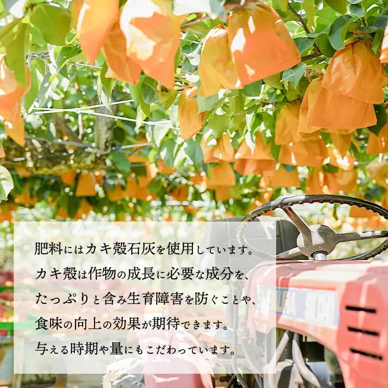 【数量・期間限定】かおり梨 約5kg 9月上旬発送  梨 