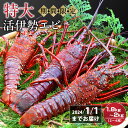 【ふるさと納税】特大活伊勢エビ1.8kg～2kg（2～4尾）（10/11～2025/1/3までお届け ※申込締切12/15）MG-8