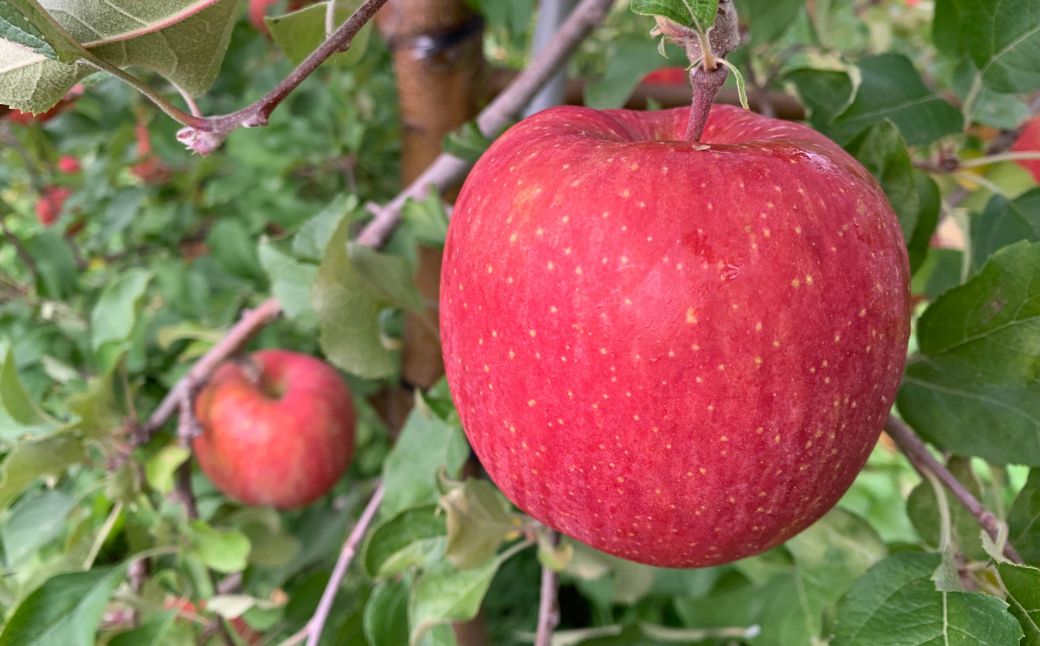 ＜11月下旬頃よりお届け＞北海道壮瞥産りんご サンふじ 約5kg(14〜20玉)【ご家庭用】 SBTK015