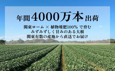 大根 8本 銚子産 【11月~6月上旬頃発送】