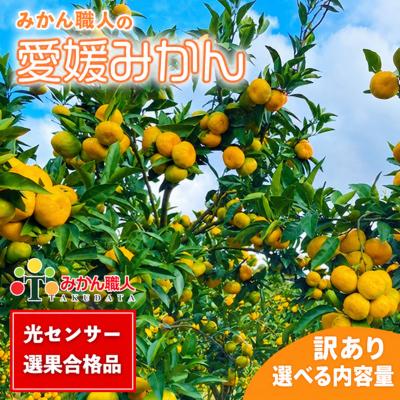 ふるさと納税 愛南町 【随時発送中】 訳あり 愛媛みかん 選べる内容量 5kg みかん職人武田屋 【高評価★4.4】