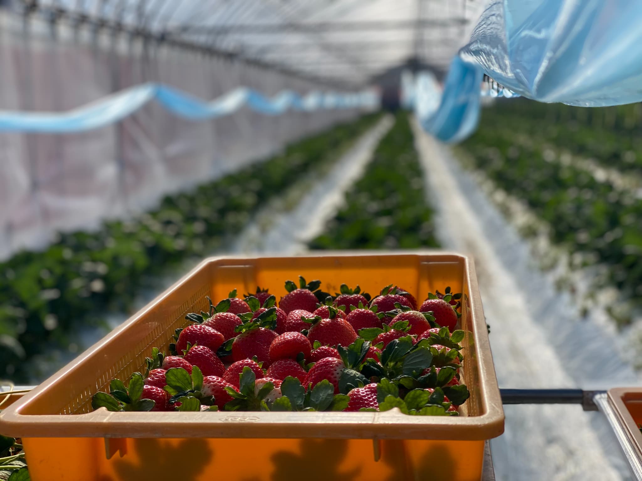 【2026年1月発送】 先行予約 いちご あまおとめ 約1kg(約250g×4パック) 【2026年1月上旬~2026年1月下旬頃発送予定】 合計1kg 果物 くだもの フルーツ 果実 苺 いちご イ