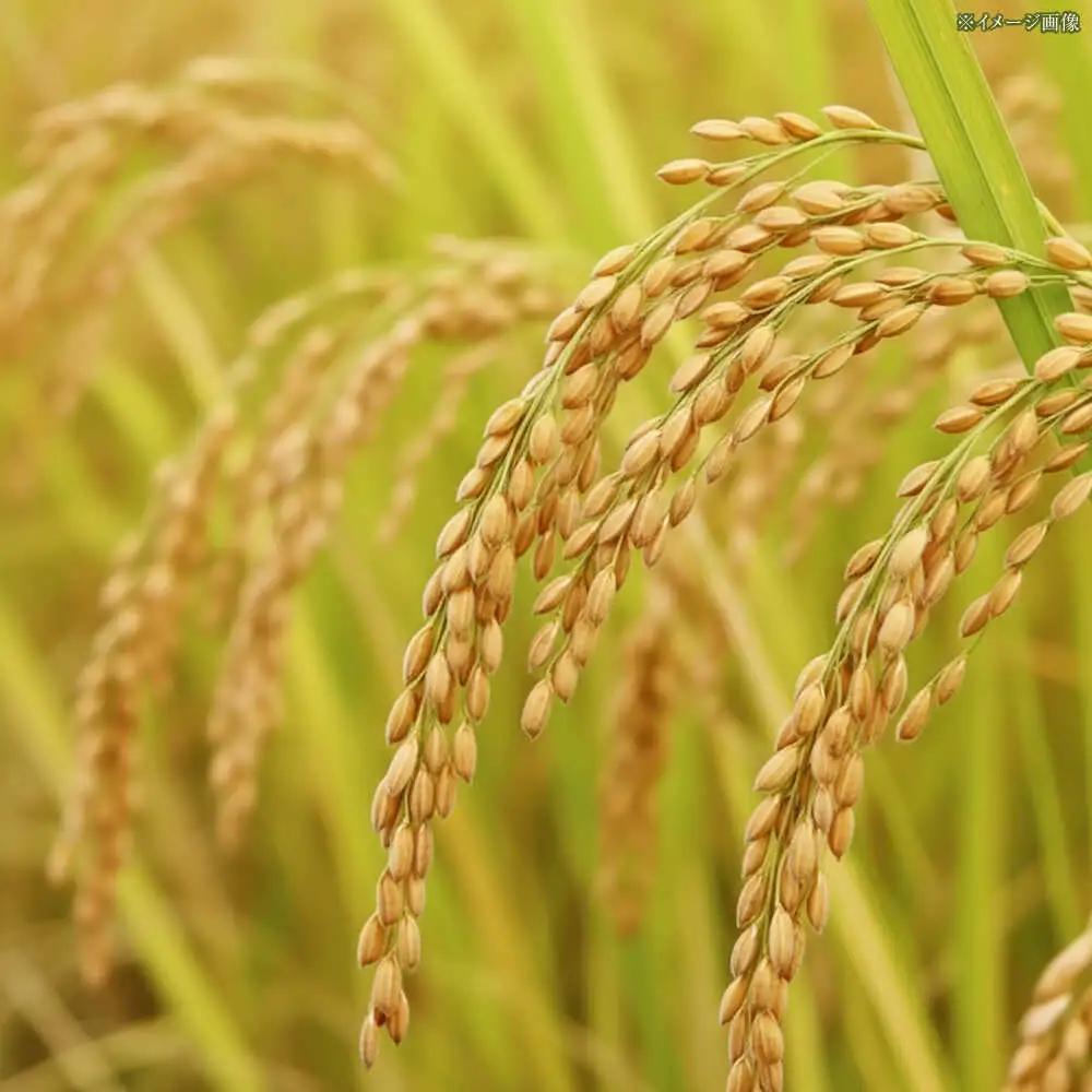 令和7年産 無洗米 高知県産ミルキークィーン 約2kg×6袋〈2025年8月から発送〉/ 米 無洗米 令和6年産米  [ATBL001]