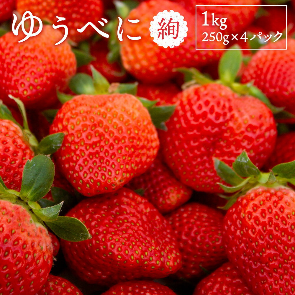 【ふるさと納税】 絢音ベリー農園 "絢" いちご 1kg (250g×4パック) 【ゆうべに】 苺 イチゴ ゆうべに フルーツ 果物 くだもの 果実 おやつ 熊本県 熊本市 植木産 国産 冷蔵 送料無料【2025年12月上旬～2026年2月下旬迄発送予定】