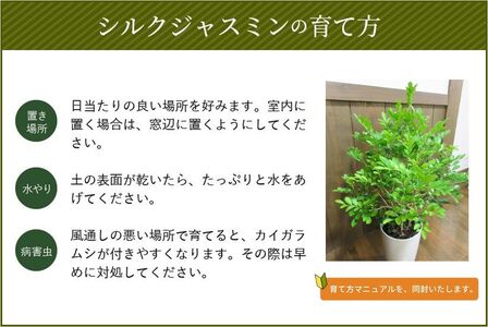 066-04 観葉植物 シルクジャスミン1鉢