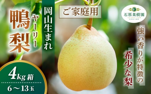 家庭用 ヤーリー梨 4kg箱 青秀 6～13玉 岡山県産 | ヤーリー梨 鴨梨 梨 ご家庭用 ご自宅用 御歳暮 果物 くだもの フルーツ 石原果樹園【ishk038-01】