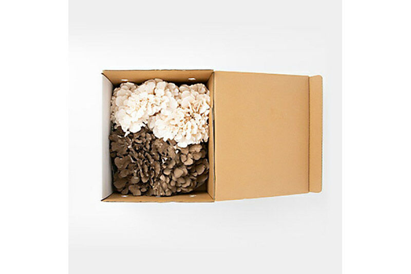 生まいたけ（白・黒）各約500g 詰め合わせ おいがみ舞茸園 [舞茸 まいたけ マイタケ]