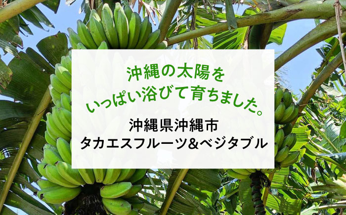 ムッチリ食感！沖縄県産アップルバナナ 2kg バナナ フルーツ 果物 無農薬 banana 沖縄市 / タカエス フルーツ＆ベジタブル [BCBH001]