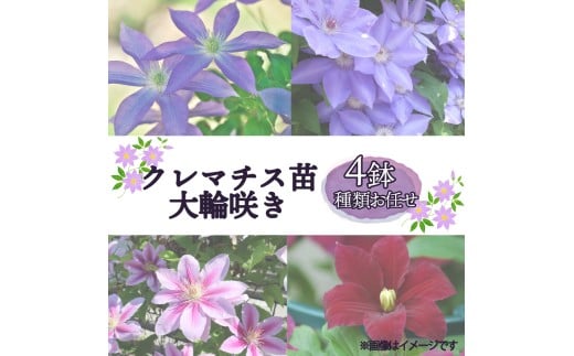 花苗 クレマチス 苗 大輪咲き 4鉢セット 種類 おまかせ 花 お花 鉢花 鉢植え 園芸 ガーデニング 富士山 静岡県 長泉町