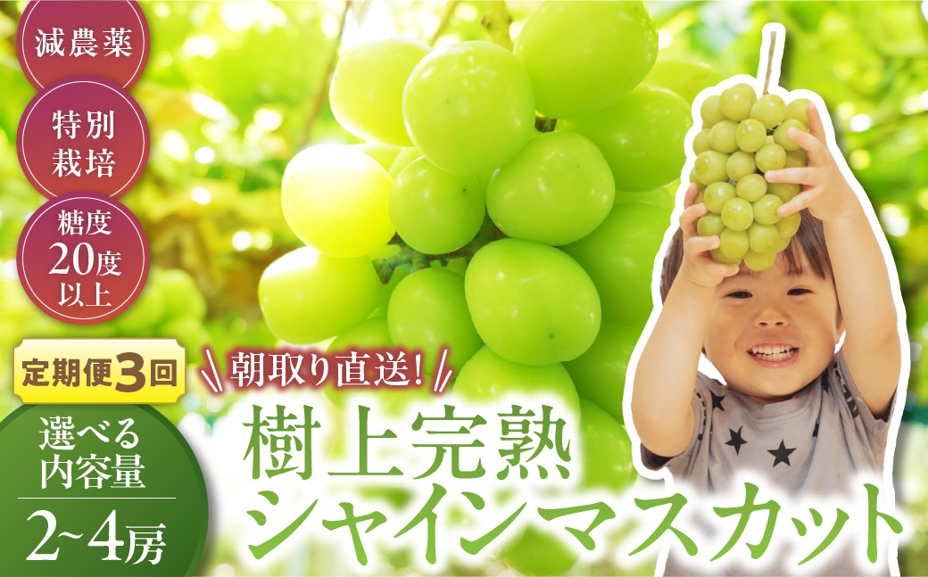 
                  【先行予約】定期便　樹上完熟シャインマスカット（特別栽培）選べる容量2～4房（1.2㎏～2.4kg）　3回  CF-P-15
                