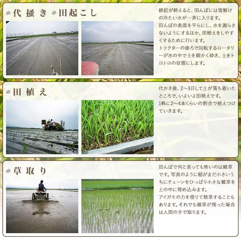 【令和7年産】米の里の特別栽培米 コシヒカリ 精米 6kg(2kg×3袋)　山形県鶴岡市産　K-763