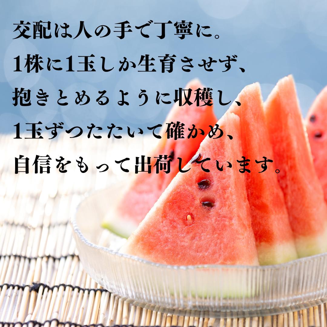 スイカ 4L 9.5kg 1玉 とまり 美人 西瓜 (16MS.)| 鳥取県 湯梨浜町 果物 フルーツ 特産品 2026年 先行予約 先行受付