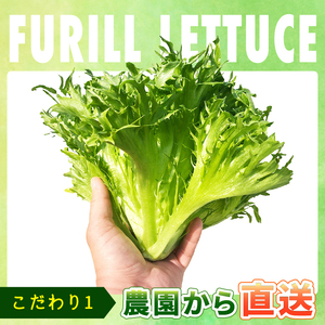 フリルレタス 6袋 ×6回 計 約 10.8kg 定期便 |レタス 旭市
