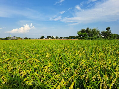 【令和7年産】【無洗米】コシヒカリ10kg 茨城県常総市産 精米｜米 お米 白米 ご飯 コメ こめ こしひかり