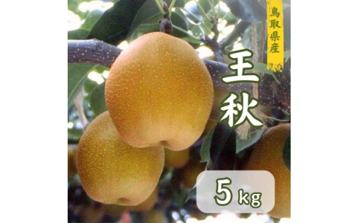 鳥取県産　王秋梨　5kg【1748590】