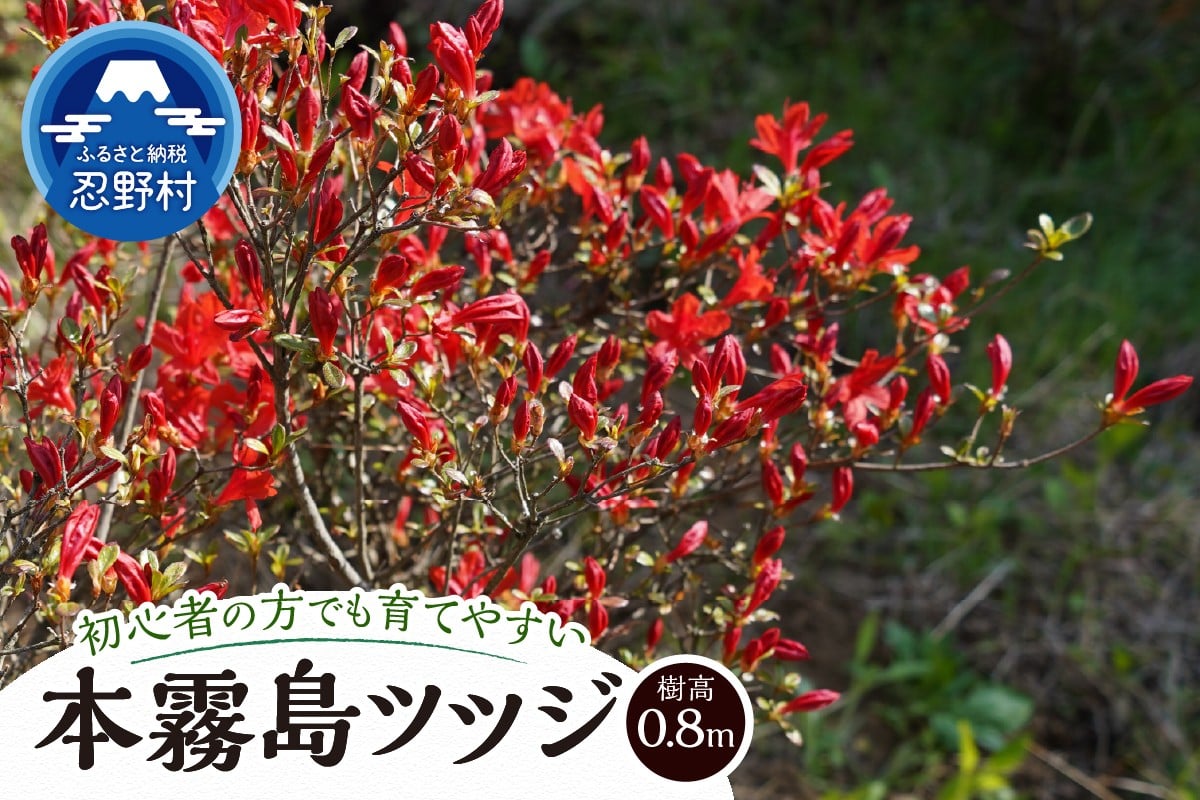 
            植木　本霧島ツツジ（赤）　0.8ｍ
          