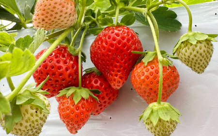 朝摘みイチゴのクレームダンジュ 4個セット 島根県松江市/株式会社フローネ[ALGN002]