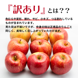 りんご　【2024年12月中旬発送】【訳あり】 りんご 10kg サンふじ 青森 不揃い サンふじりんご